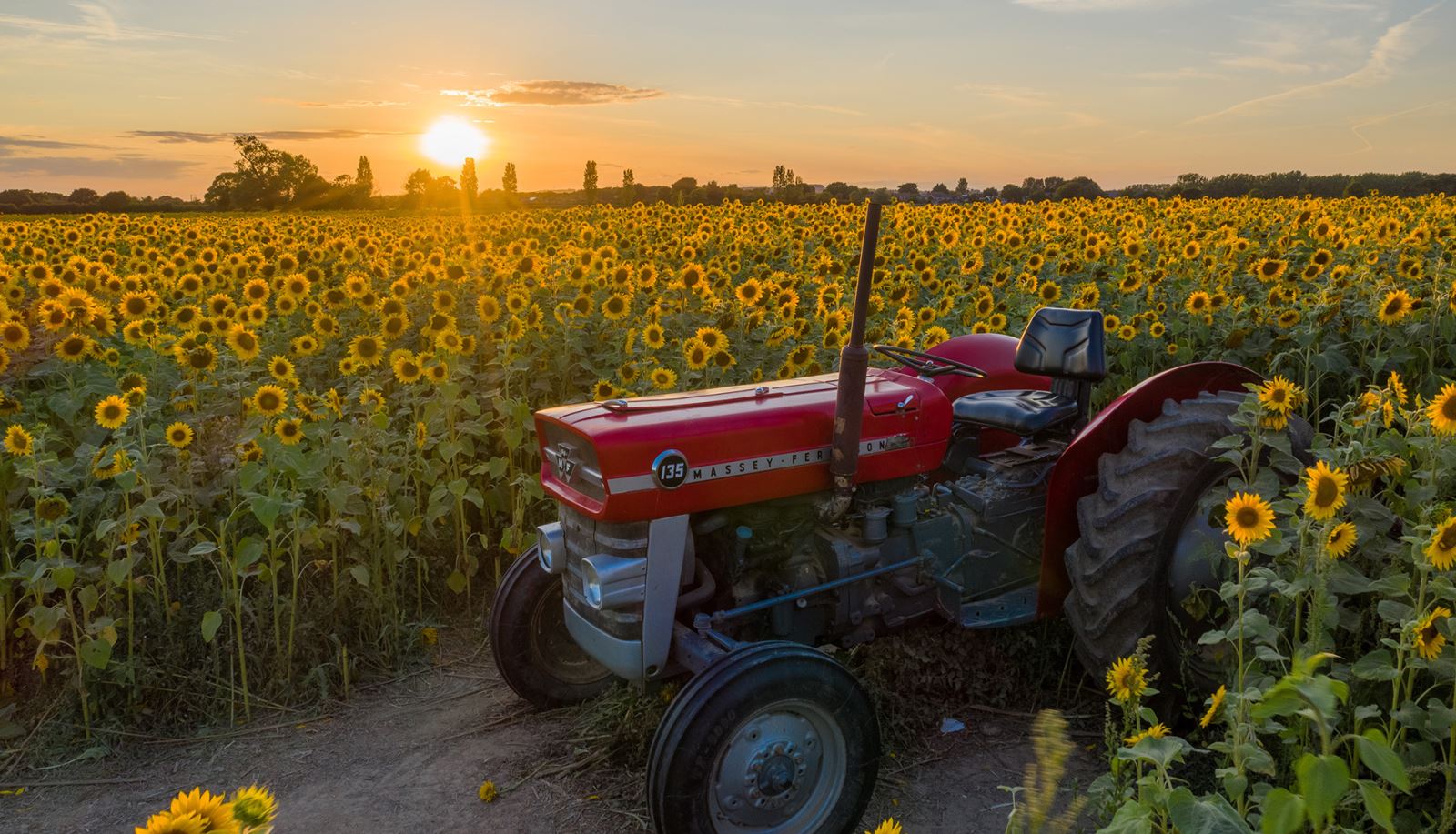 Sunflower field on Hayling Island